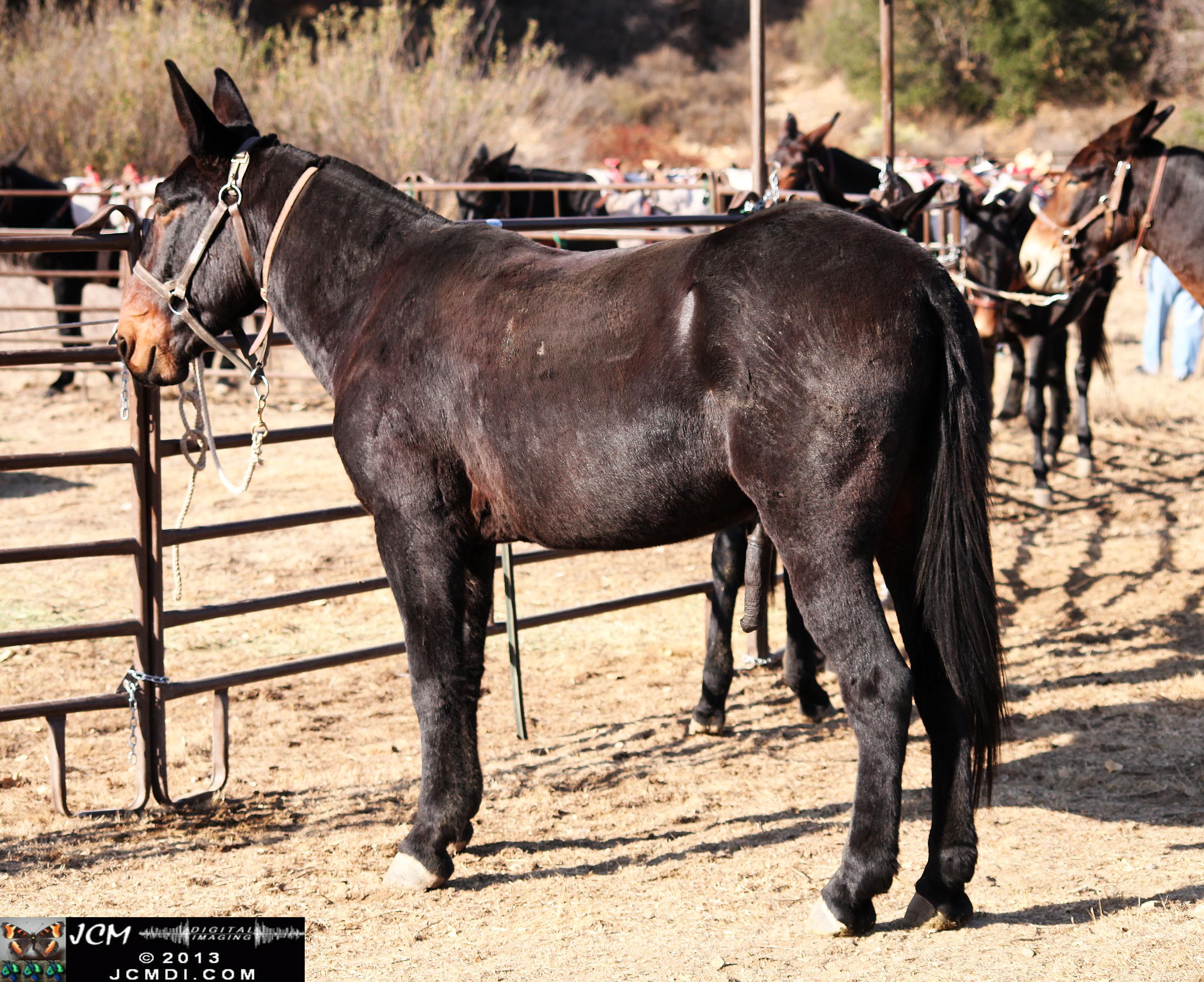 100 Mule Team at Whitney Canyon